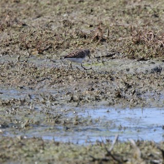 Least Sandpiper Foraging in Mudflat Shallows
