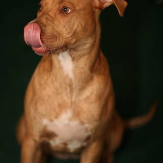 Tongue Out Pup