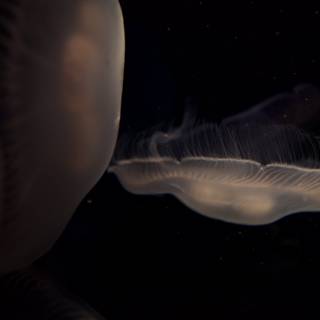 A Glowing Jellyfish in the Dark Water