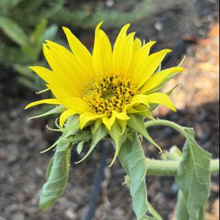 Radiant Beauty in Bloom