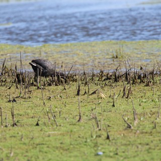 American Coot Foraging in Wetland Habitat