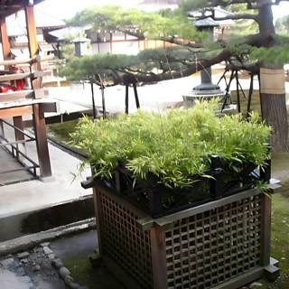 Bonsai Plant in a Wooden Planter