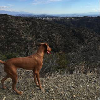 Majestic Dog on Rocky Hillside