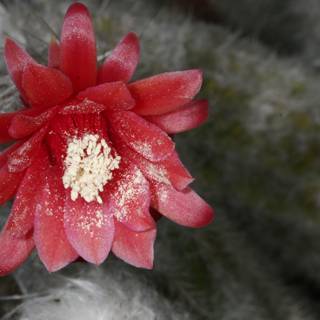 Red Flower Blossoming on Cactus Plant