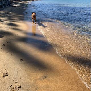 A Canine Summer Stroll Along the Shore