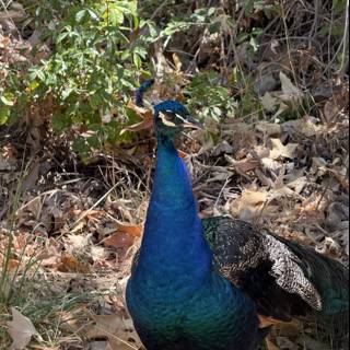 Majestic Strut in the Green