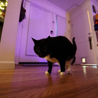 Black and White Cat Prowling in Purple-Lit Hallway