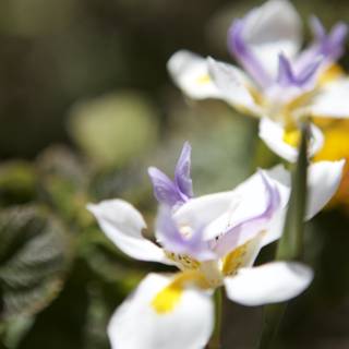 A close-up of two vibrant purple and white flowers
