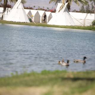 Ducks and Tents by the Lake