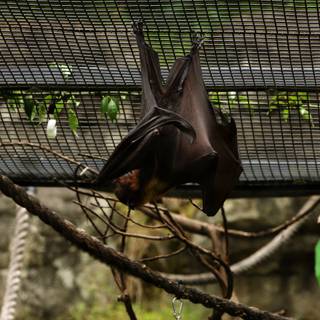 Bats Beneath Branch