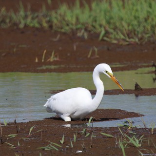 Great Egret Wading in Shallow Wetland Waters