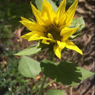 Golden Daisy-Sunflower