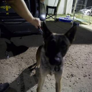 Guardian of the Night: A Moment with a Police Dog at Coachella 2024