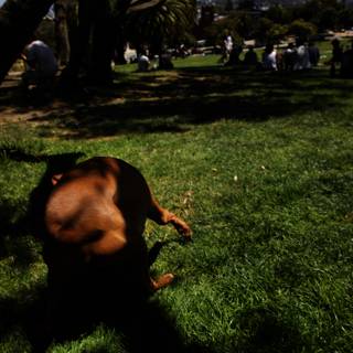 Unleashed Joy: A Summer Day at Delores Park