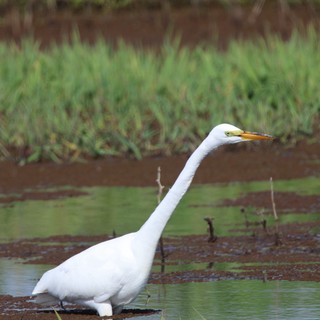 Great Egret Wading in Wetland Shallows