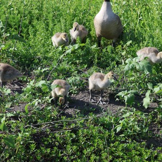 Canada Goose Family Foraging in Wetland Grassland