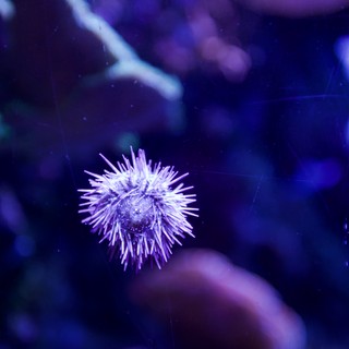 Purple Sea Urchin Floating in Aquarium Display