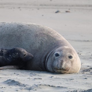 Northern Elephant Seal Resting on Sandy Beach