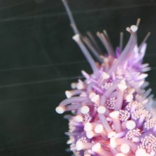 Purple Sea Slug in Reef Aquarium