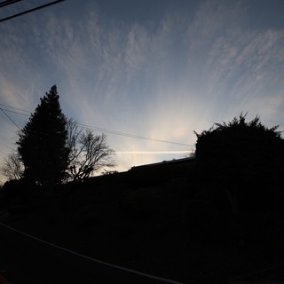 Silhouetted Trees at Dusk Along Residential Street