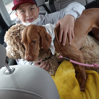 Boy and Dogs in Car Ready for Adventure