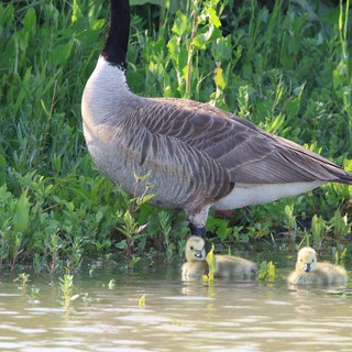 Canada Goose with Goslings in Wetland Waters