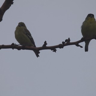 Two Yellow-Green Finches Perched on Winter Branch