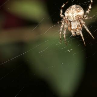 Garden Spider in the Dark