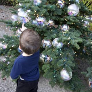 Enchanted by the Ornaments