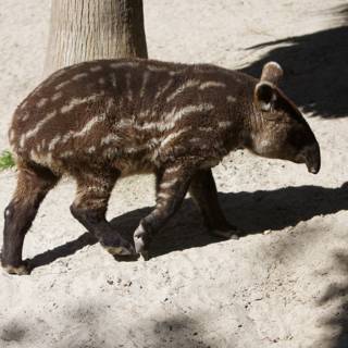 Baby Tapir Strolls on the Soil
