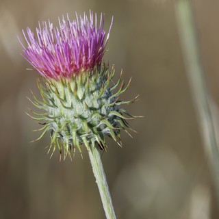 Thistle in Bloom at Mount Diablo State Park