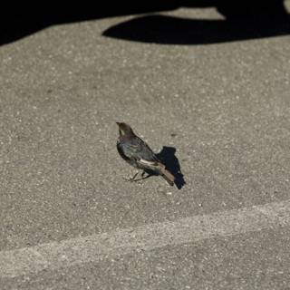 Blackbird Encounter at the SF Zoo