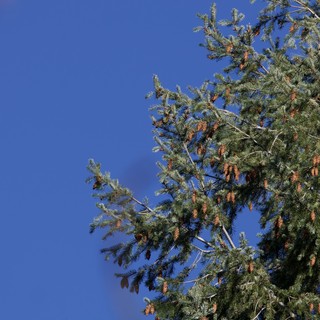 Pine Branches with Cones Against Clear Blue Sky