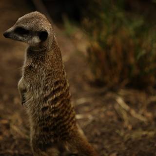 Majestic Meerkat Stand at the Oakland Zoo