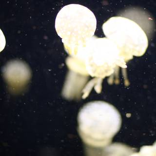 Underwater Wonders: A Balletic Dance of Jellyfish