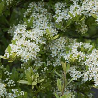 Blossoming Beauty