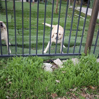 Two Yellow Labs Barking at Fence Line