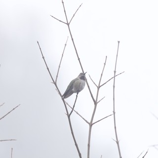 Anna's Hummingbird Perched on Bare Winter Branches