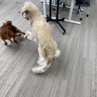 Office Dogs