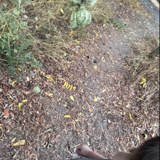 Exploring Nature's Pathway