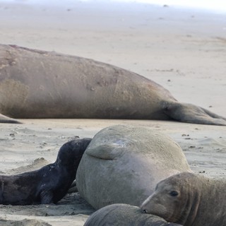 Northern Elephant Seal Mother and Nursing Pup on Beach