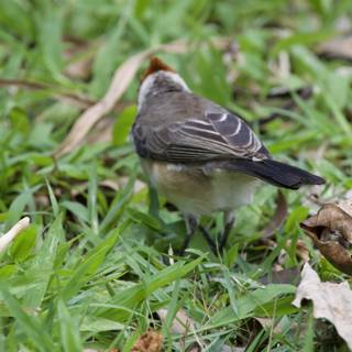 Whispers of Nature: A Finch at Honolulu Zoo