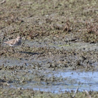Solitary Shorebird Foraging in Mudflat Wetland
