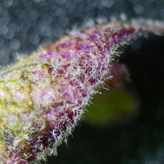 Microscopic Trichomes on a Purple-Tinged Plant Bud