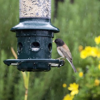 Dark-Eyed Junco at Bird Feeder in Rain