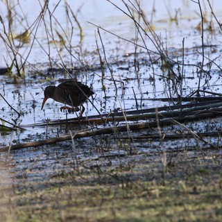 Common Gallinule Foraging in Shallow Wetland Waters