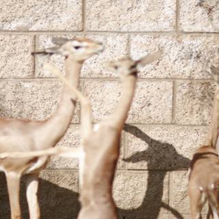 Gazelles Gather Near Majestic Wall