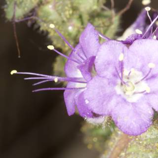 Purple Geranium in the Desert
