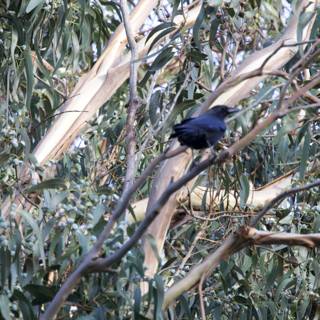 Harmony of Blackbird and Nature