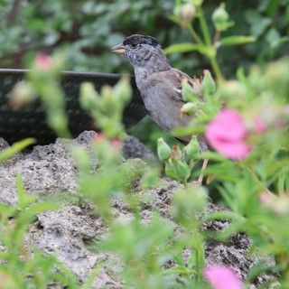 Golden-crowned Sparrow Perched Among Garden Flowers